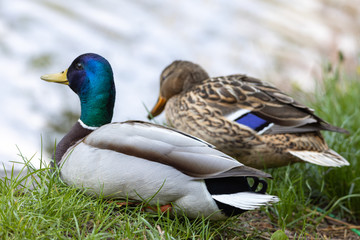 Male and female Mallard anas platyrhynchos ducks on the shore of a pond.