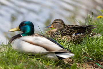 Male and female Mallard anas platyrhynchos ducks on the shore of a pond.