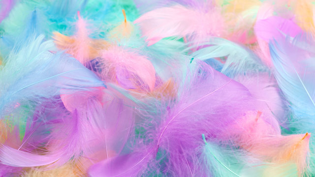 Colorful feather background, top view. © Nikolay