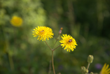 traditional flowers of Greece. from the island of Skopelos. simple and humble, by nature. organic without fertilizer and spraying