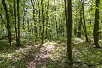 European forest in spring in sunny weather.