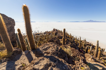 Incahuasi island (Cactus Island)  on Salar de Uyuni, in Bolivia