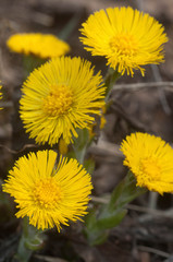 Coltsfoot (Tussulago farfara) flowers in spring