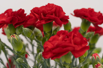 写真素材：カーネーション花束 グランルージュ