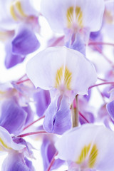 Obraz premium Macro of blossom wisteria flower