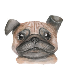 Fototapeta na wymiar watercolor pug dog isolated on white