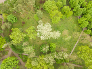 Blooming tree in the park. Aerial drone view.