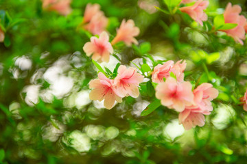 Obraz premium 初夏と満開のつつじ