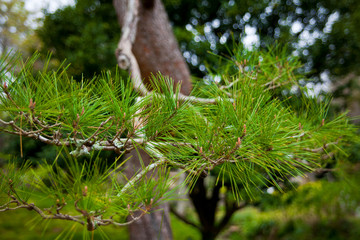 green moss on tree