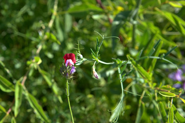 traditional flowers of Greece. from the island of Skopelos. simple and humble, by nature. organic without fertilizer and spraying