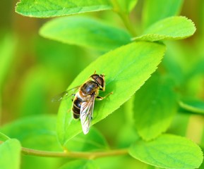 Hoverfly on a green leaf.