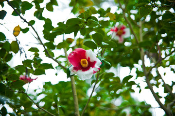red rose in garden