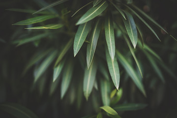 Nerium Oleander