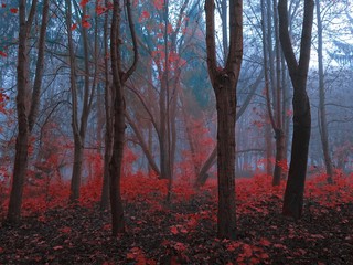 magical autumn forest in the morning