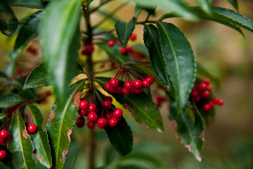 red berries of a bush