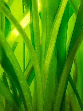 Detail Of A Vallisneria Gigantea Freshwater Aquatic Plant In A Fish Tank