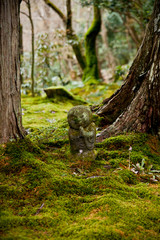 squirrel in the woods