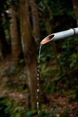 water drop in the forest