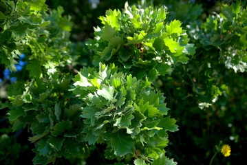 traditional flowers of Greece. from the island of Skopelos. simple and humble, by nature. organic without fertilizer and spraying