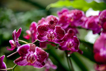 pink orchid flowers