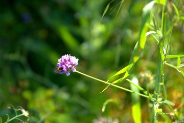 traditional flowers of Greece. from the island of Skopelos. simple and humble, by nature. organic without fertilizer and spraying