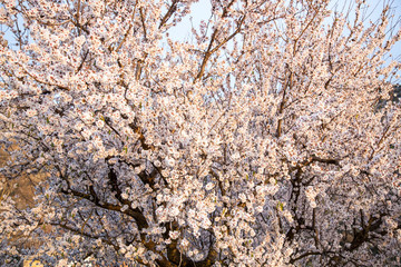
rama de almendro llena de flores flores blancas y rosadas bajo un cielo azul