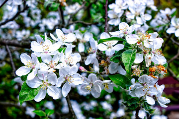 Piękne białe kwiaty jabłoni wiosną © MaHubert