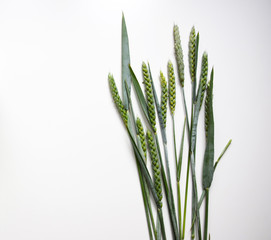 Bunch of green wheat ears on white background