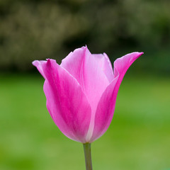 Pink tulip in flower in a garden in springtime, UK