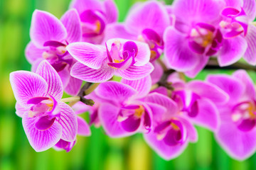 Fototapeta na wymiar Japanese ZEN garden with feng shui and orchid flower