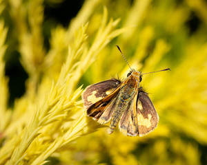 Skipper Butterfly, Grass Dart. Small common Australian butterfly perched on Golden Diosma , closeup...