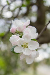 Apple tree  blooming in spring