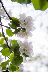 Apple tree  blooming in spring seen upwards against the sky