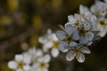 blühende Schlehen
