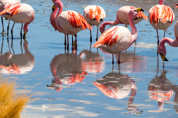 Pink flamingos at Hedionda Lagoon, in Bolivia