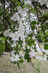 Apple tree  blooming in spring
