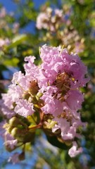 Obraz premium pink cherry blossom