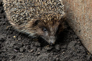 Close-up portrait of a beautiful hedgehog. A wild animal in the garden © Kateryna
