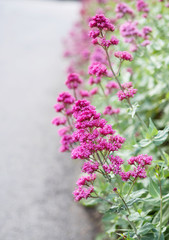 Red valerian flowers by roadside, with copyspace. Vertical background.