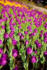 purple tulips in the garden