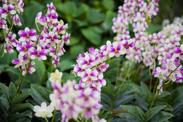 lilac flowers in the garden