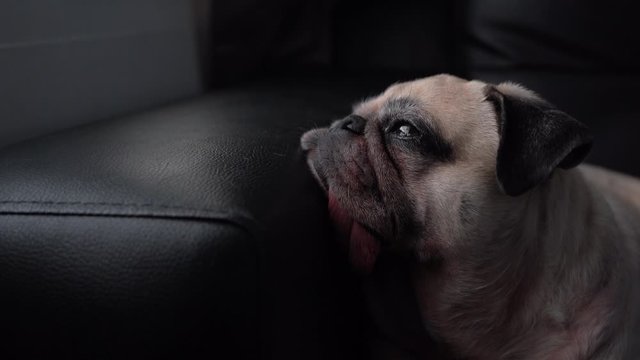Sad pug dog looking at window waiting for the arrival of owners. Cry and sad loneliness with tongue sticking out.