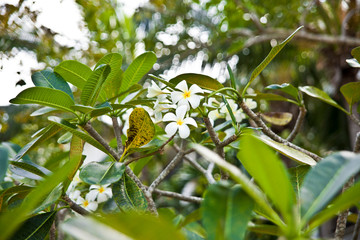 green leaves on the tree