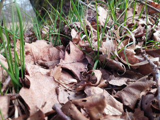 Dry leaves lie on the ground and green grass, blades of grass. Wild nature in the forest. Spring. Background, close-up.