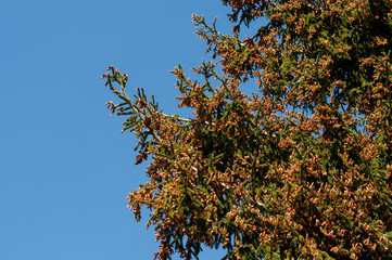 spruce branches with plenty of young cones