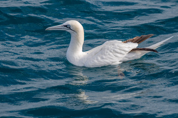 A northern gannet (Morus bassanus) flying over the Mediterranean sea, catching fish.
