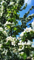 Apple spring blossom