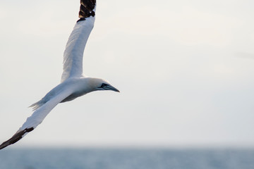 A northern gannet (Morus bassanus) flying over the Mediterranean sea, catching fish.