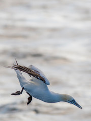 A northern gannet (Morus bassanus) flying over the Mediterranean sea, catching fish.