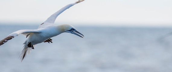 A northern gannet (Morus bassanus) flying over the Mediterranean sea, catching fish.